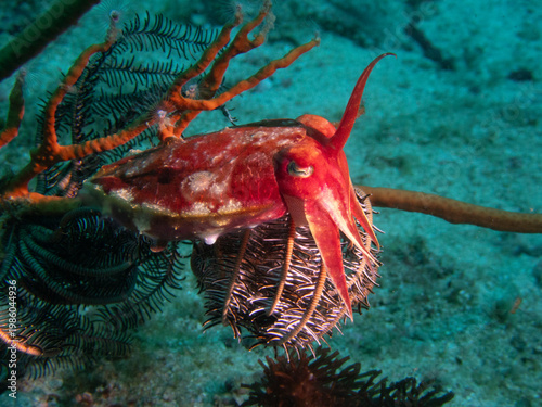 Fotografie Cuttlefish Camouflaged on Orange Crinoid Feather Star, Underwater Macro