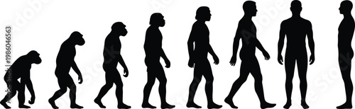Human evolution silhouettes sequence from ape to modern man, walking progression timeline, black vector illustration for science, anthropology, biology education and conceptual design use