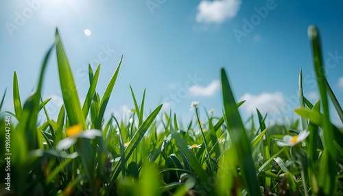 Fresh Grass Level View with Sunlight and Blue Sky Background