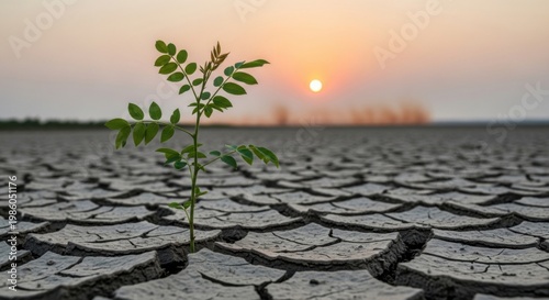 small green plant growing in dry cracked earth at sunset
