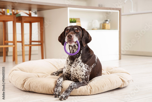 Fotografie Cute German Shorthaired Pointer dog with toy lying on pet bed at home