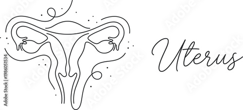 Minimalist continuous line drawing of female reproductive system, uterus and ovaries illustration