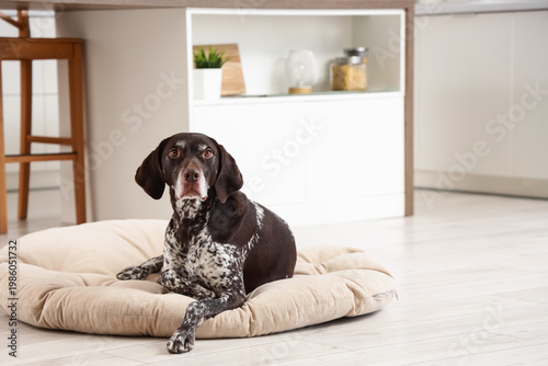 Cute German Shorthaired Poi...