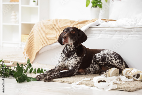 Naughty German Shorthaired ...