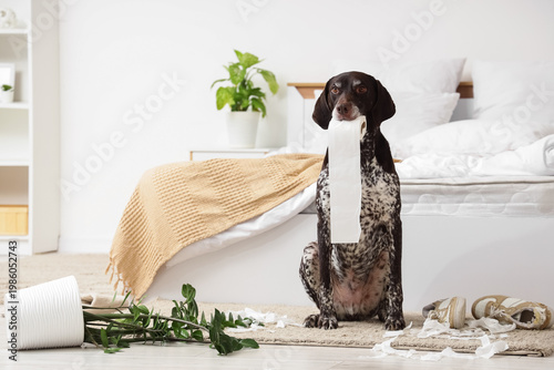 Naughty German Shorthaired ...
