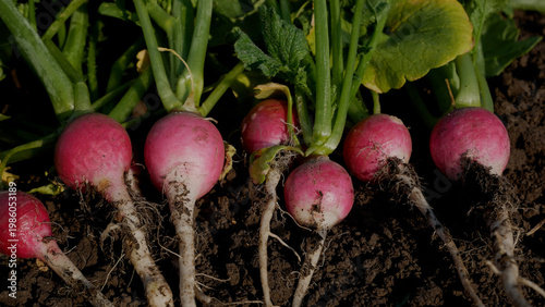 Fresh, ripe, freshly harvested radishes lie on the ground. Growing organic radish. Vegetables, radishes in a healthy diet.
