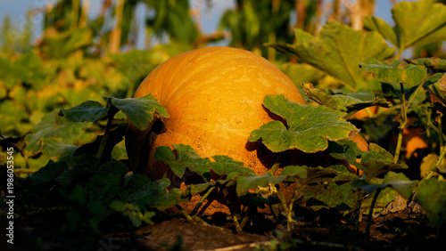 Large ripe pumpkin lying in a garden among green leaves. Concept of organic vegetable growing, seasonal harvest, and healthy nutrition. Natural farm produce and autumn agriculture.