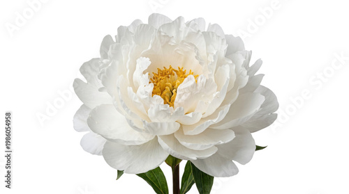 Elegant white peony flower with yellow center on white background, blooming spring peony blossom, romantic floral element for wedding design