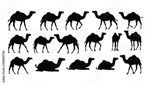A collection of black silhouettes depicting various poses of dromedary camels showcasing their anatomy high quality