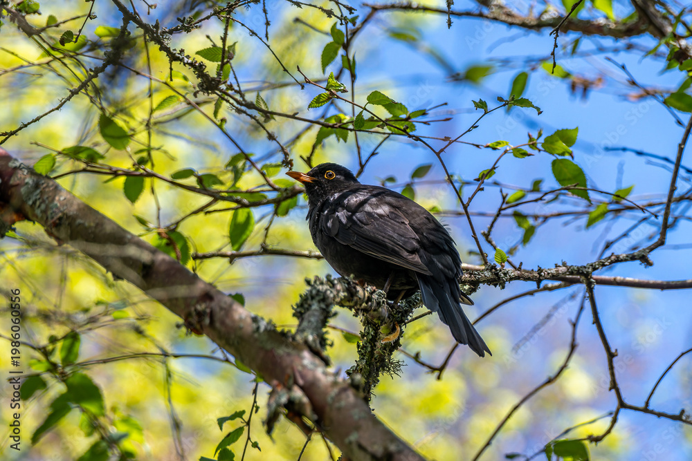 Obraz premium close up portrait of a male Blackbird Turdus merula perched in a tree