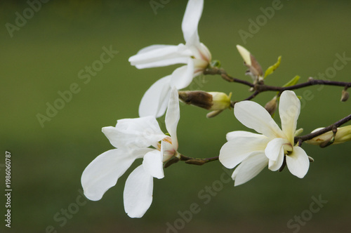 Mid April. Magnolia flowers.