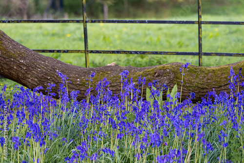 Photos Beautiful bluebells a symbol of humility constancy gratitude and everlasting lov