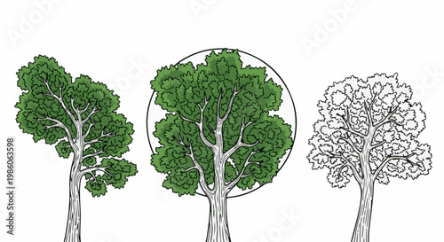 Three distinct stylized tree illustrations, two in full color and one in outline
