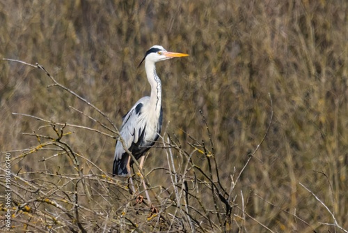 Grey heron perched on dry branches in natural habitat