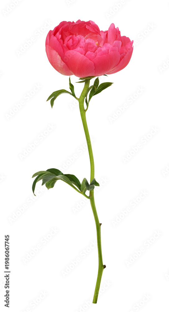 Obraz premium Profile view of coral peony flower isolated on white or transparent background. Profile view.