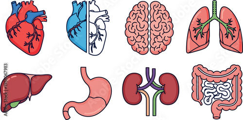 Human internal organs icon set featuring heart brain lungs liver stomach kidneys and digestive system anatomy illustrations