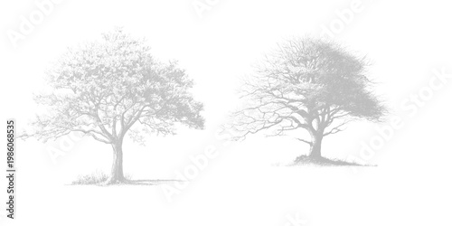 Two trees with leaves and bare branches on transparent background
