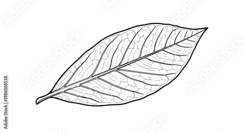 A detailed black and white outline drawing of a single, elongated leaf with visible veins