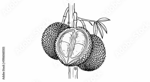 A detailed line drawing of a durian fruit, cut in half, showing its segments