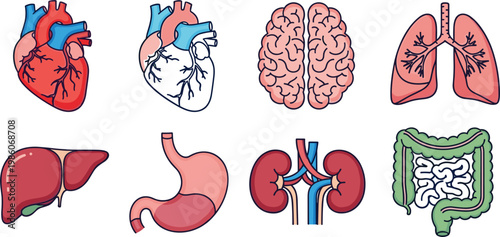 Human organ anatomy icon set featuring heart brain lungs liver stomach kidneys and digestive system medical illustrations