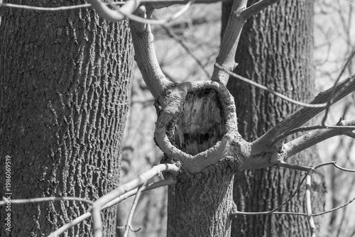 black and white view of a burl with epicormic sprouting