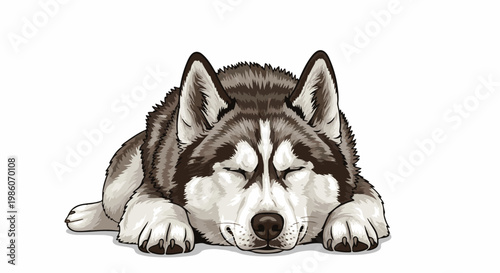 A domestic husky dog is sleeping peacefully on a white background