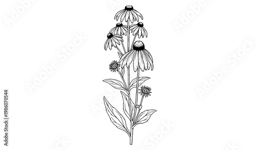 Rudbeckia laciniata botanical line drawing with detailed cutleaf coneflower plant isolated on white background vector