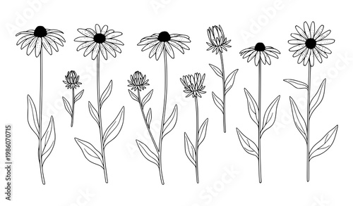 Minimal rudbeckia laciniata outline set with simple cutleaf coneflower elements isolated on white background vector