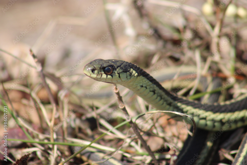 Fototapeta premium Common Garter Snake