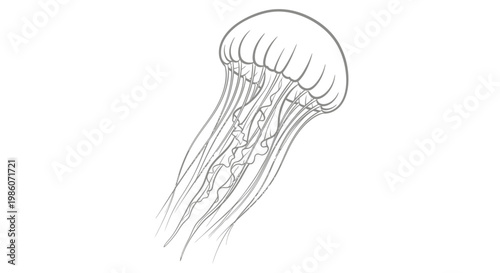 Detailed drawing of a jellyfish.