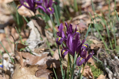 narrow-leaved dwarf flowers (Iris reticulata or reticulated iris) in a spring garden