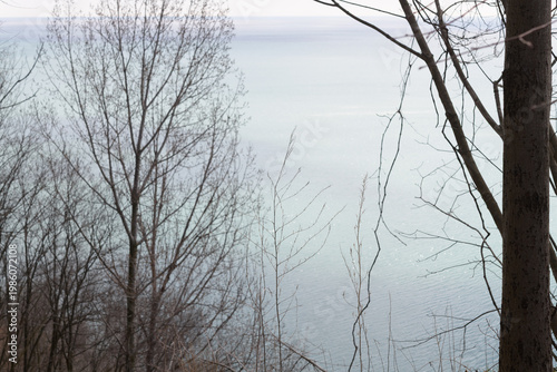 trees and lake in spring