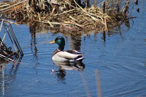 Mallard Duck