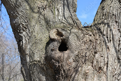 crotch of a tree in spring (with burl)