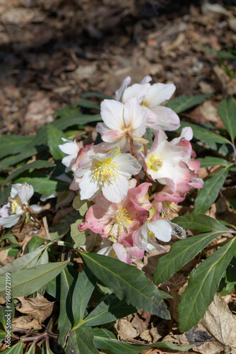 close-up of hellebore flowers in spring