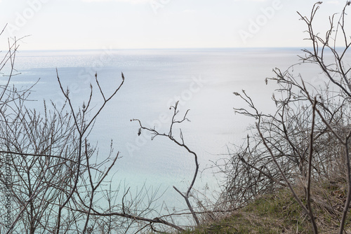 trees on the shore of lake