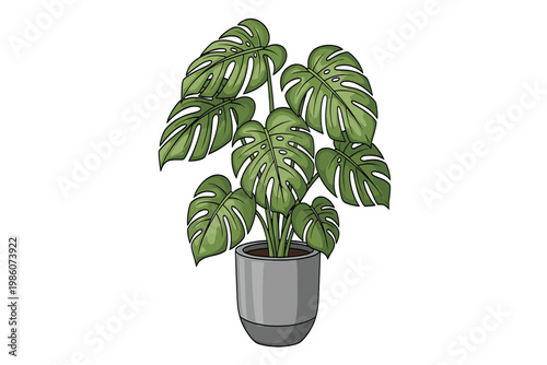 Monstera Deliciosa Plant in a Modern Pot, Lush Green Leaves, Isolated Vector Illustration