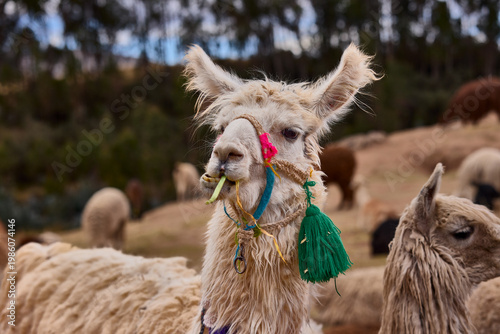 A decorated llama munches contentedly among its herd on the high-altitude grasslands near Cusco, Peru — an authentic encounter with one of South America's most iconic camelids, set against the golden 