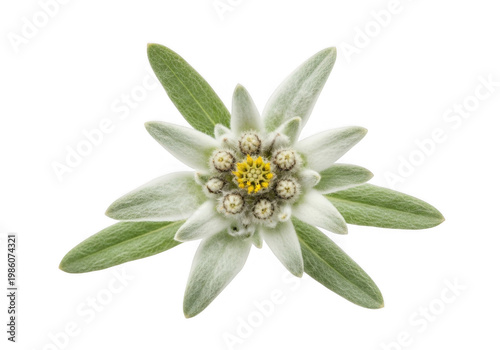 Closeup of a single, delicate edelweiss flower with fuzzy white bracts and a yellow center, isolated on transparent background