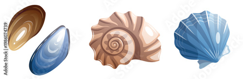 Various types of shells found by the ocean shore during a sunny day