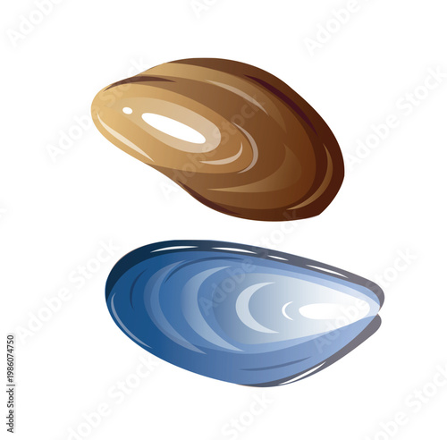 Shells sit side by side, showing different shapes and colors, found on a beach or harvested from the ocean