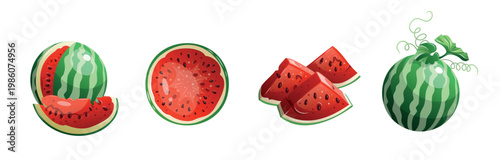 Fresh watermelon slices and whole fruit in various stages showing color and texture near a white background