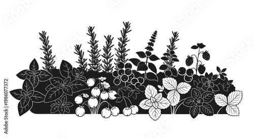 Fruites Black and white floral vector, botanical illustrations, 20 plant species, line art flowers, garden elements isolated on White Background vactor EPS