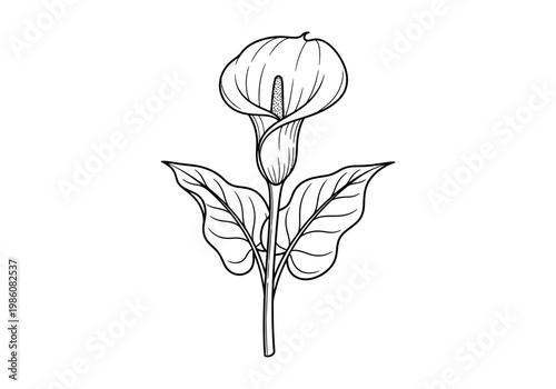 Hand-Drawn Calla Lily Flower Line Art Illustration - Elegant Botanical Floral Sketch Vector for Coloring Pages, Wedding Stationery, and Minimalist Design