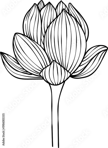 Hand-drawn lotus flowers , black and white vector illustration in linear style, isolated on white background. Botanical floral collection for coloring books, wedding invitations, and zen design.