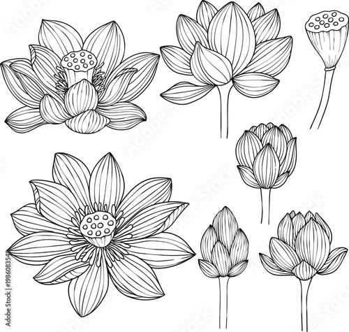 Hand-drawn set of lotus flowers and buds, black and white vector illustration in linear style, isolated on white background. Botanical floral collection for coloring books, wedding invitations, and ze