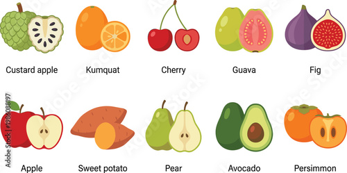 Exotic and Common Fruit Vector Illustration Set with Labeled Icons Including Apple, Guava, Fig, Avocado, Cherry, Kumquat, and Custard Apple for Education and Design