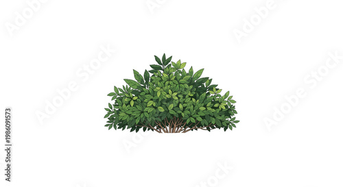 Green bush with dense foliage isolated on white background last2026.