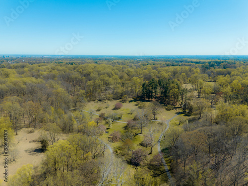 Vibrant Spring Flowers in Natural Park