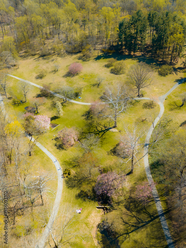 Spring Bloom in Scenic Park Landscape
